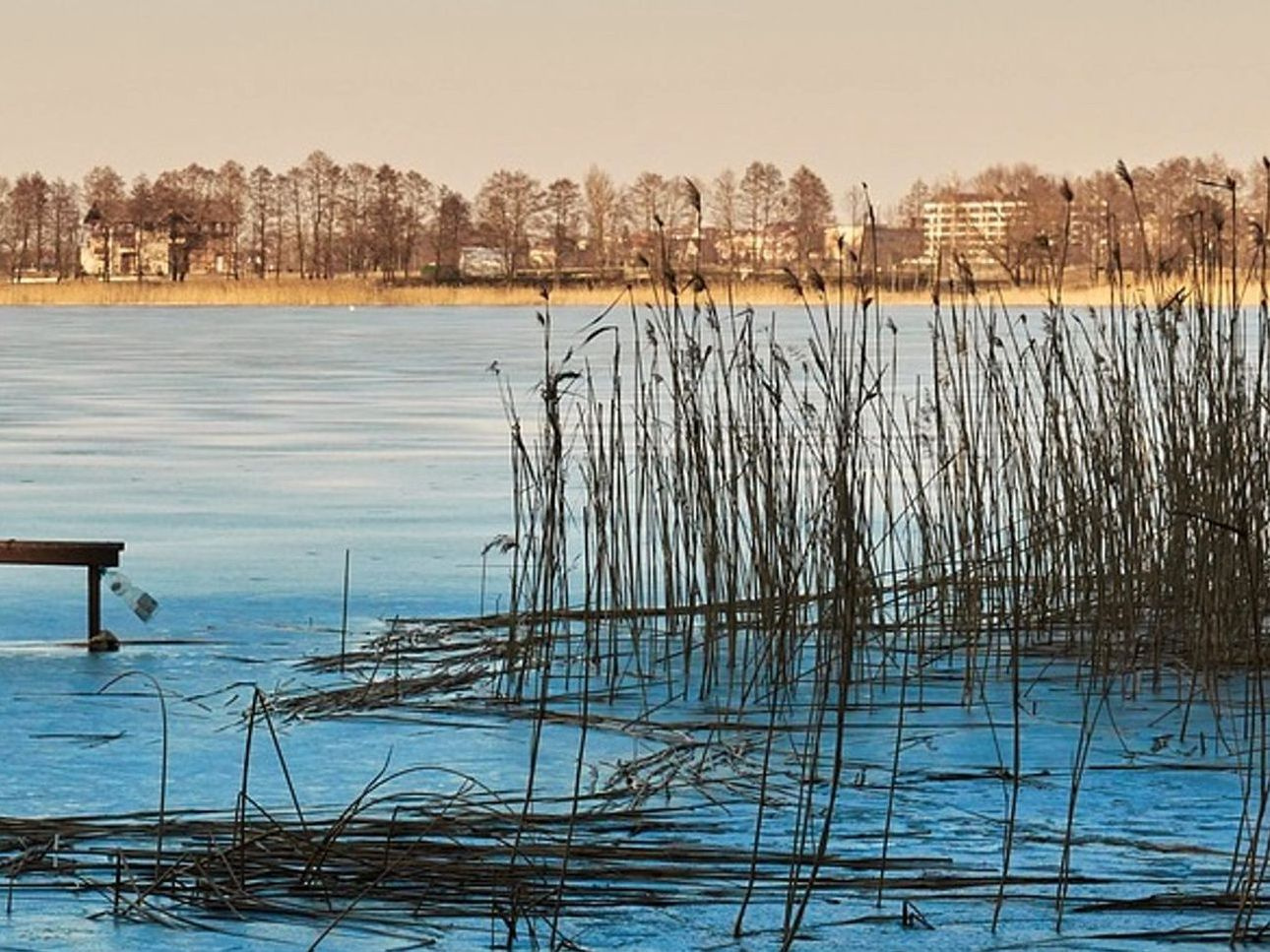 Terreno abierto sobre el último grupo de árboles del lago en las montañas